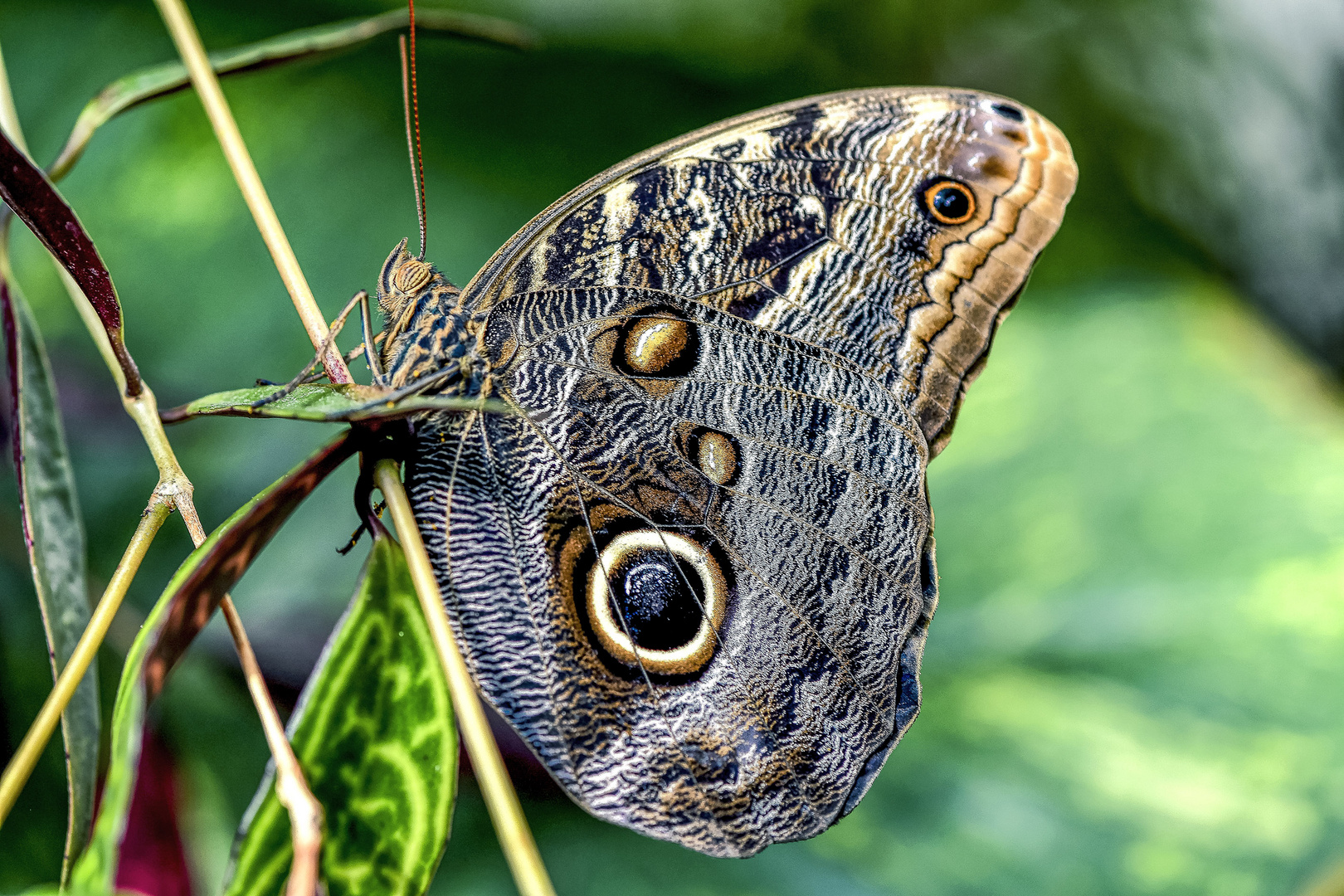 Owl Butterfly 