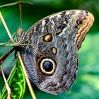 Owl Butterfly 