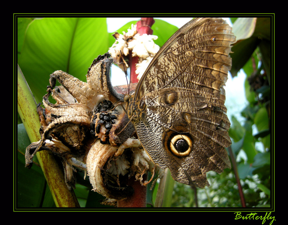 Owl Butterfly