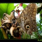 Owl Butterfly