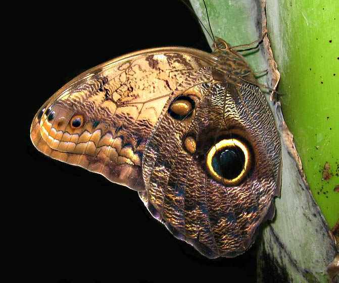 Owl Butterfly - Caligo eurilochus