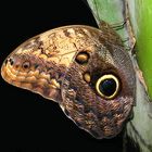 Owl Butterfly - Caligo eurilochus