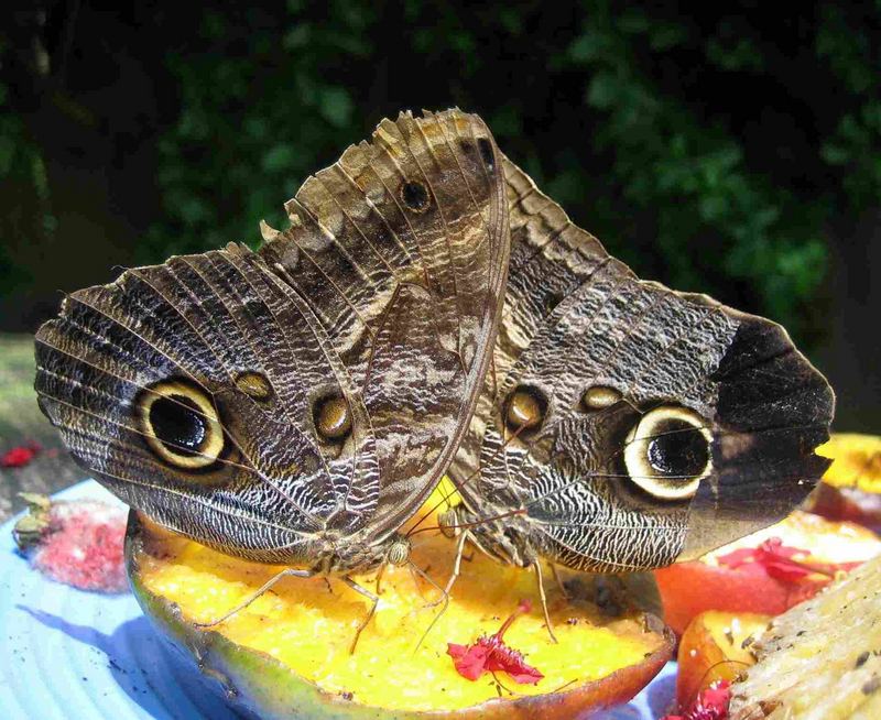 "Owl Butterfly" - optische Täuschung? :)