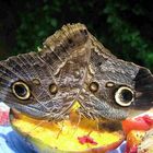 "Owl Butterfly" - optische Täuschung? :)
