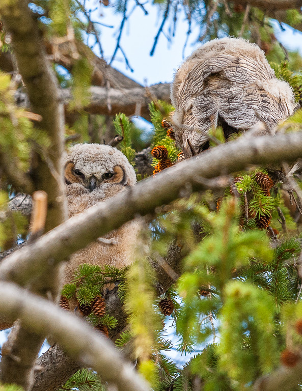 Owl Chicks