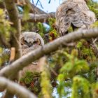 Owl Chicks