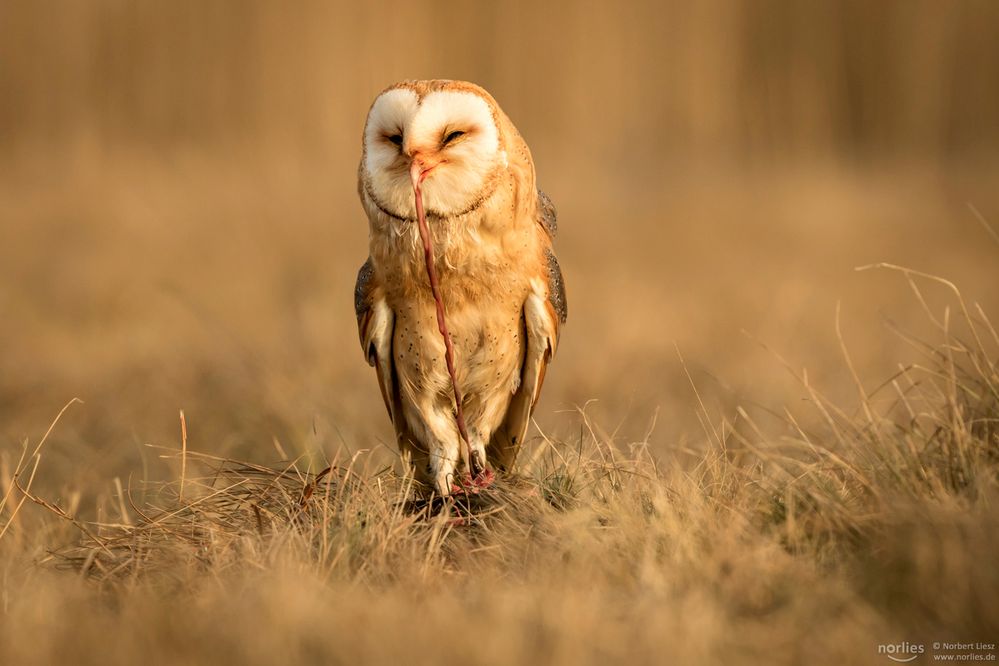 owl eating Foto & Bild | wiese, braun, gras Bilder auf fotocommunity
