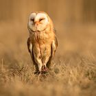 owl eating