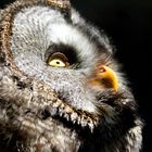 owl EYE