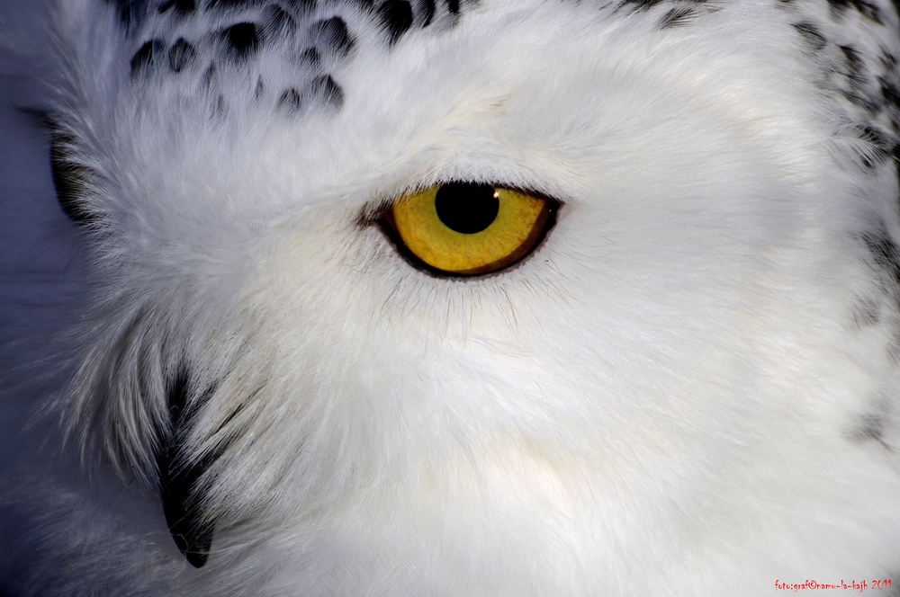 owl-eye, Aufgenommen im Wildpark Schweinfurt