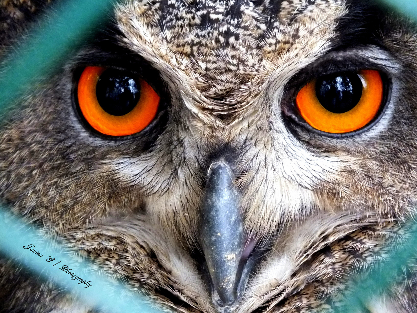 Owl eyes