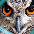 Owl eyes