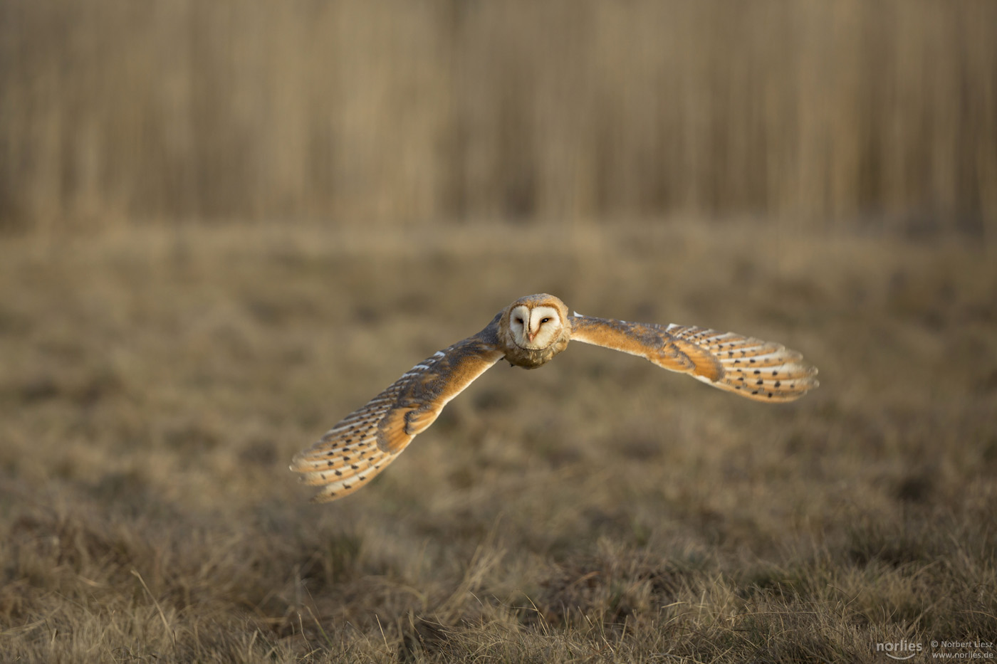 owl flying