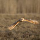 owl flying