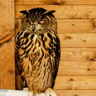 Owl II