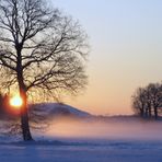 OWL im Nebel