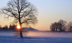 OWL im Nebel