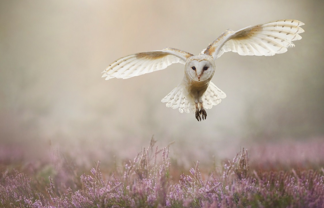 Owl in a sea of pink