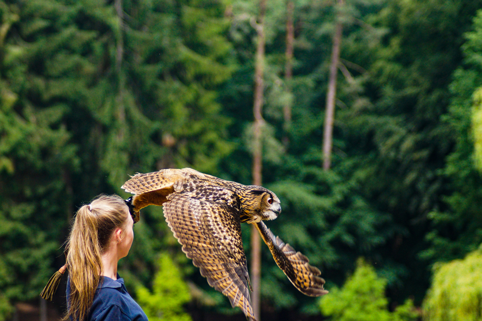 Owl in Flight