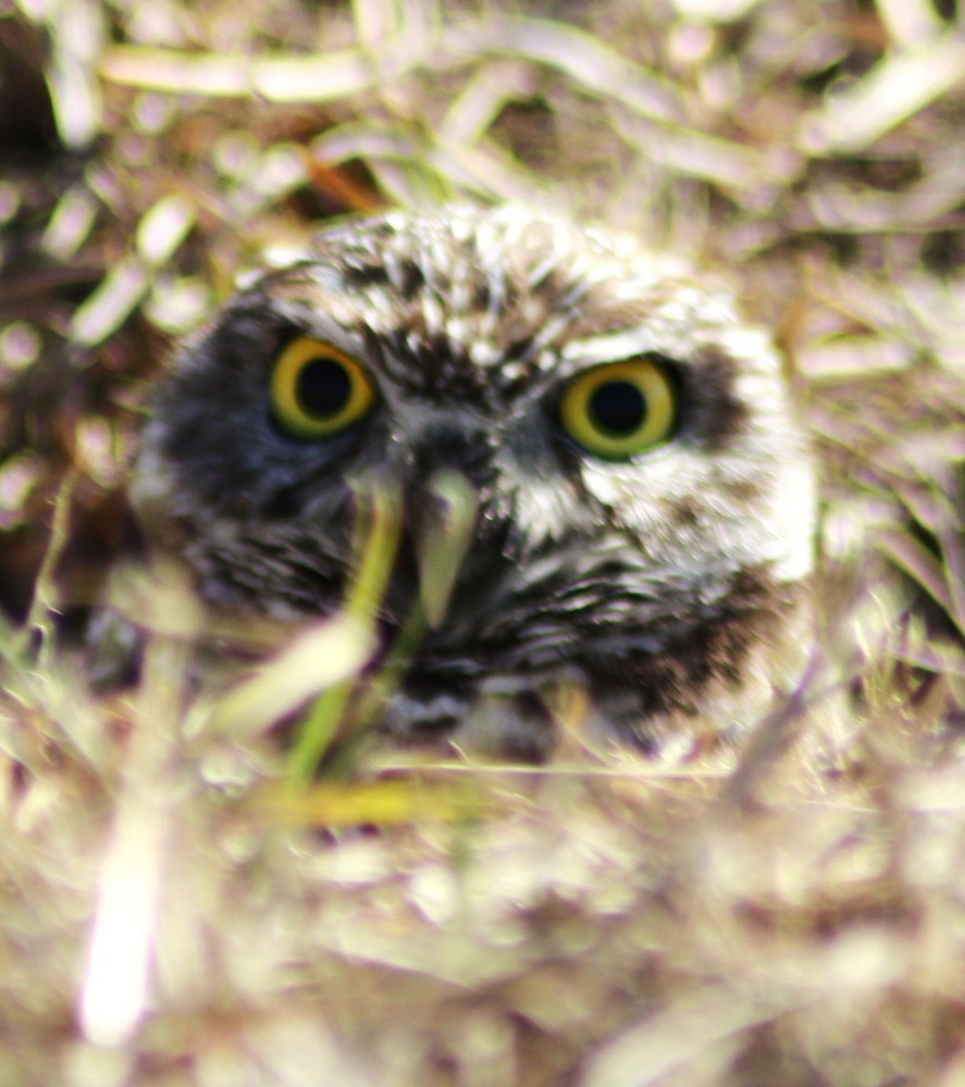 owl in florida