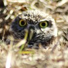 owl in florida