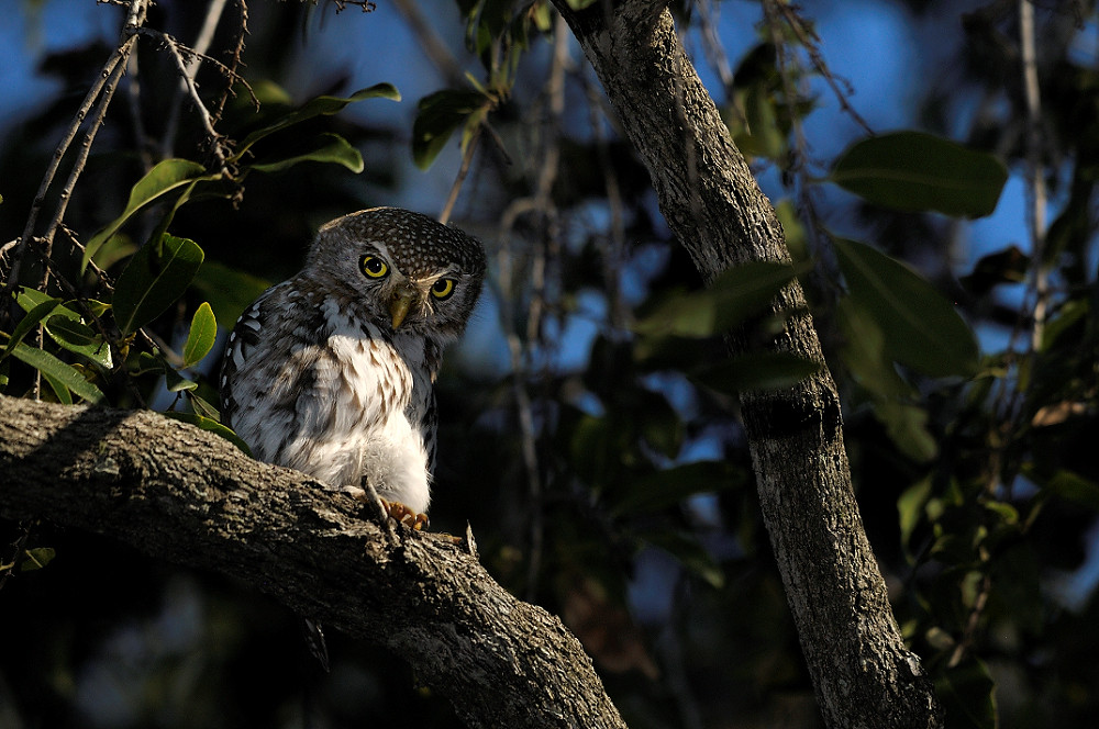 Owl in Kruger