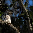 Owl in Kruger