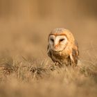 owl in the grass