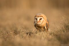 owl in the grass