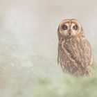 Owl in the Mist