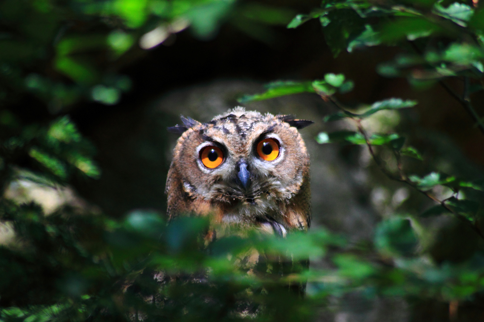 Owl in the nationalpark