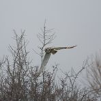 owl in the wild