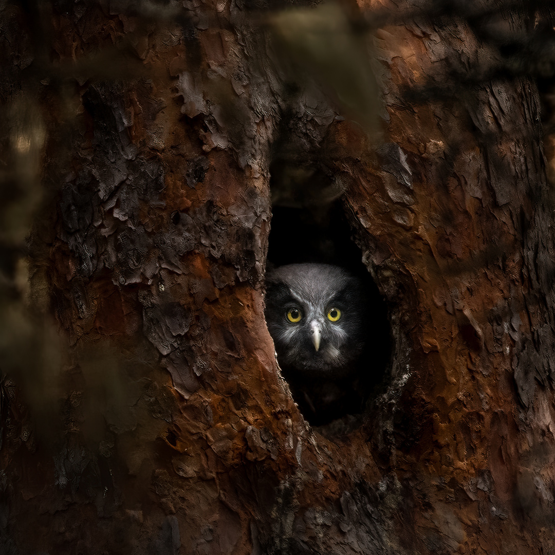 Owl peaking out