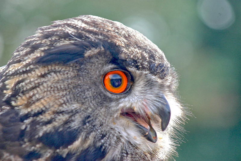 Owl portrait