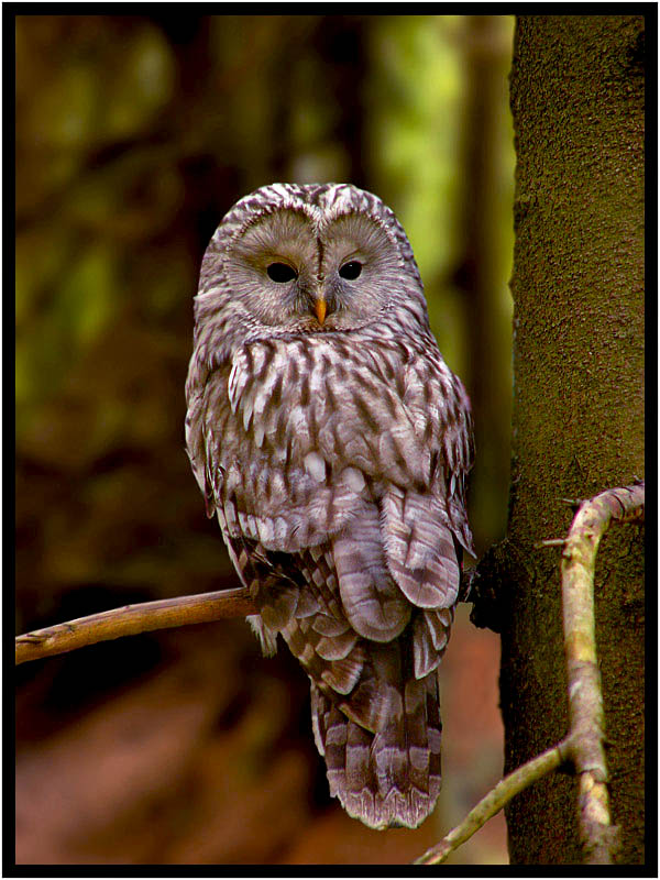 Owl (strix uralensis)