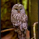 Owl (strix uralensis)