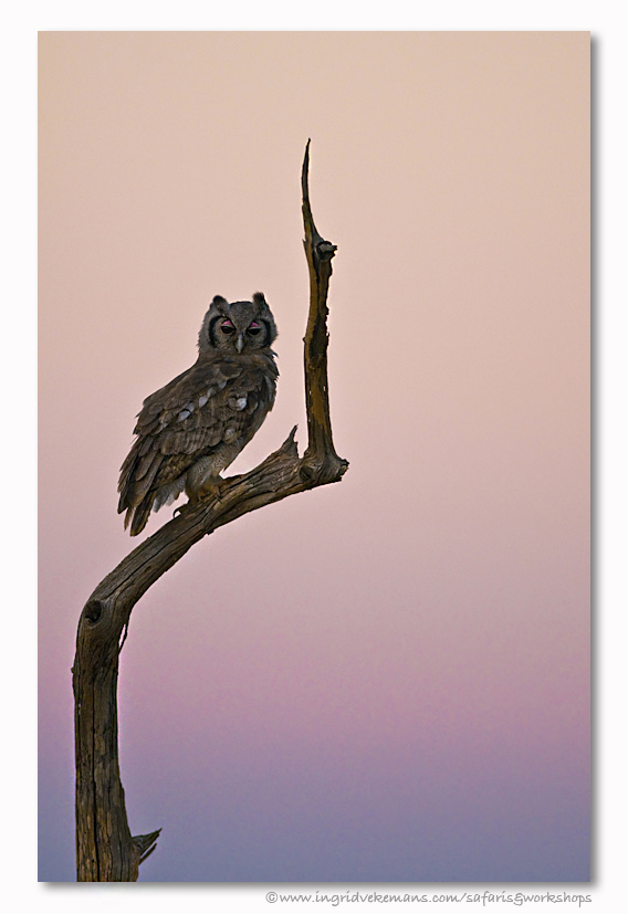 Owl Sunset