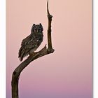 Owl Sunset