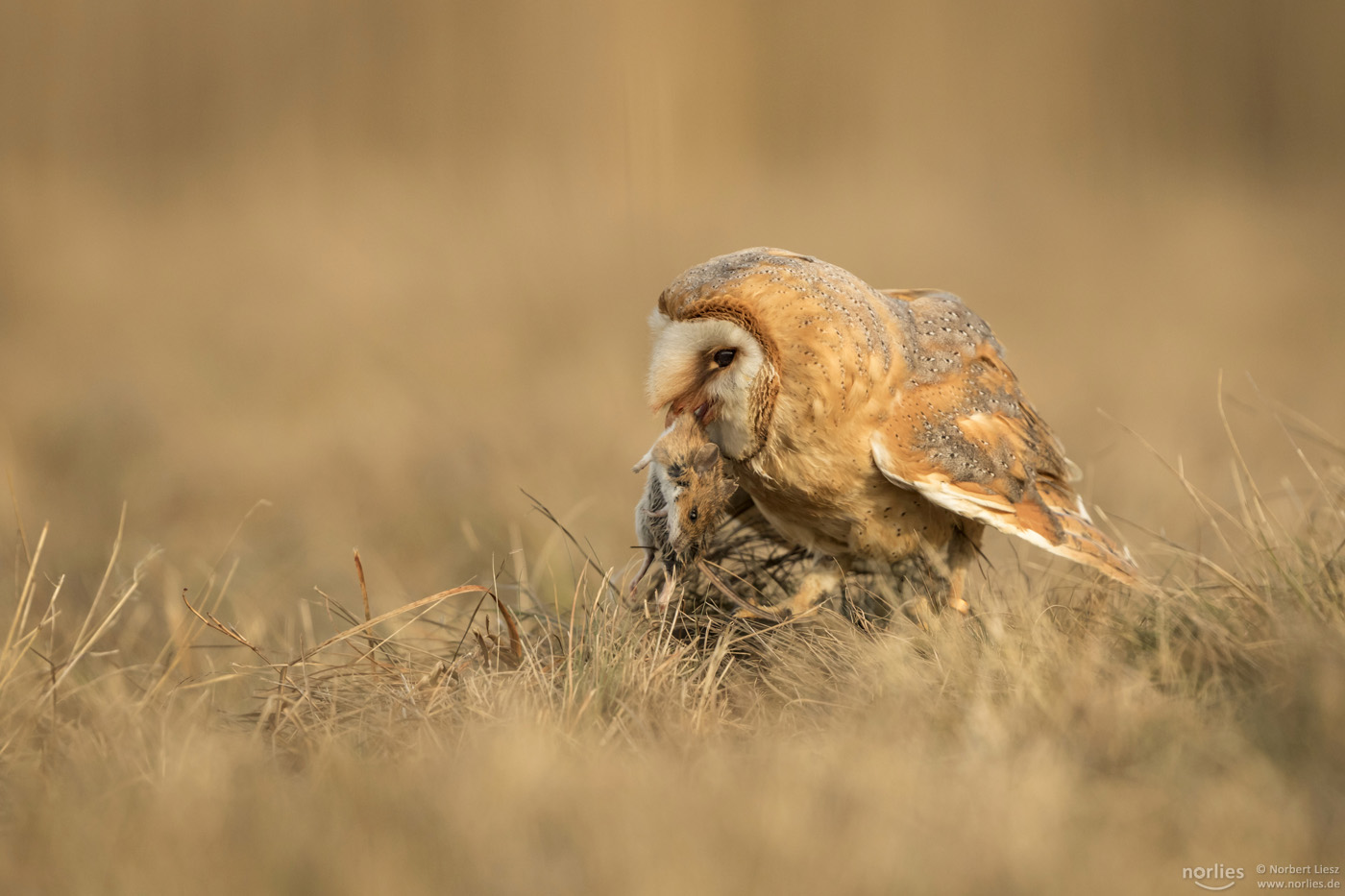 owl with mouse