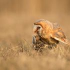 owl with mouse