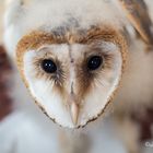 Owlet