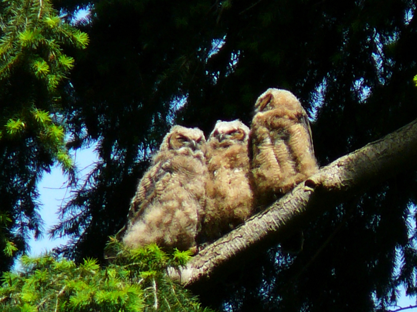 Owlets Three