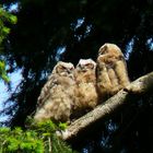 Owlets Three