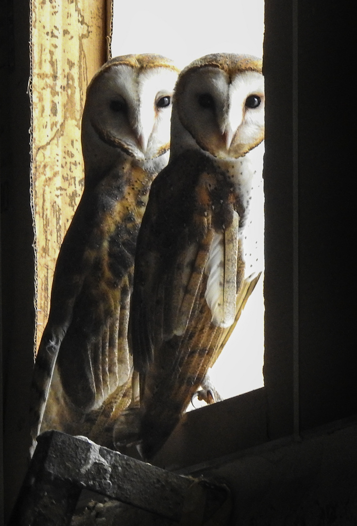 Owls