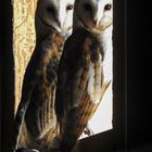 Owls