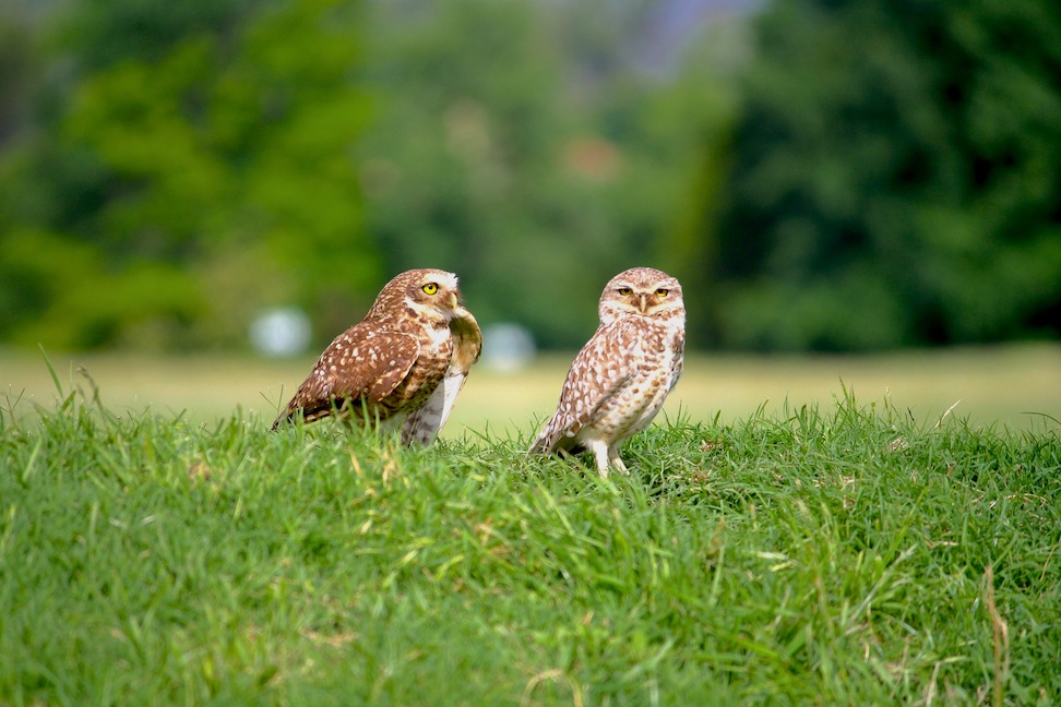 Owls