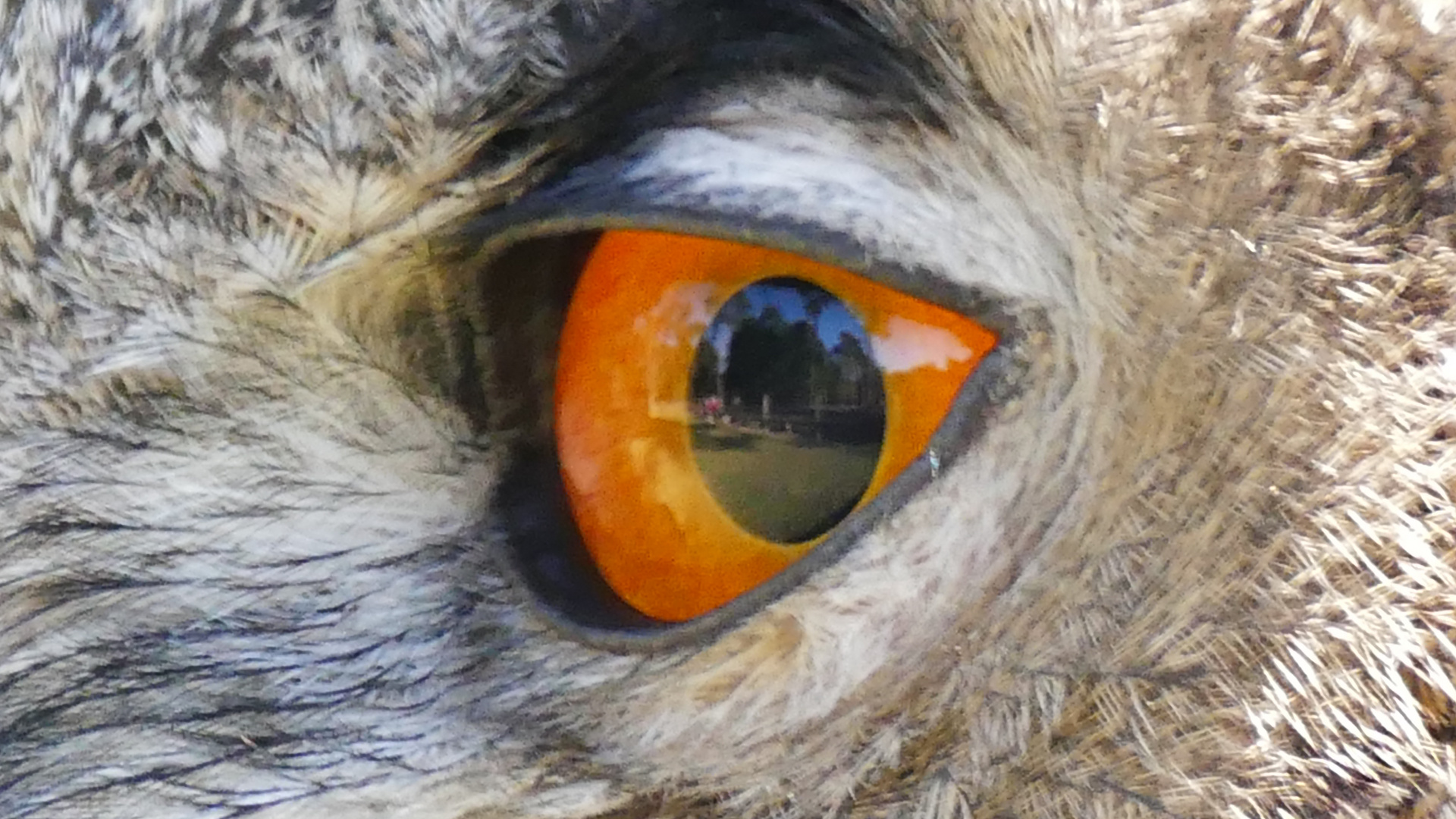 Owls-Eye