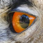 Owls-Eye