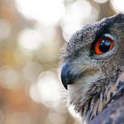 Owl's Eye (Uhu - Eulenauge)