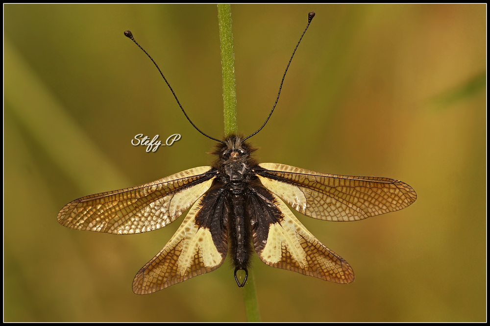 Owly sulphur 